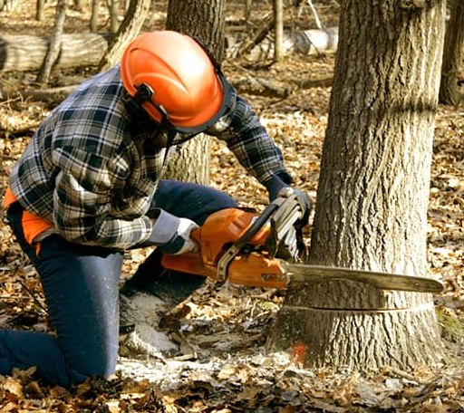 Tree Removal in Goodman, MS